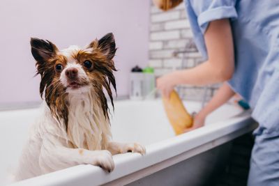 Pet Grooming and Pet Sitting Insurance in Eugene, OR by Affordable Insurance Solutions