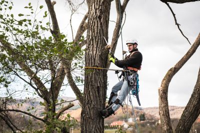 Tree Trimming Insurance in Eugene, OR by Affordable Insurance Solutions