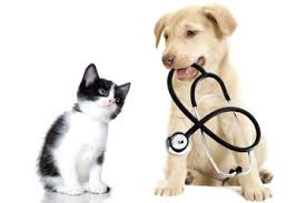 Pet Insurance Coverage - Affordable Insurance Solutions